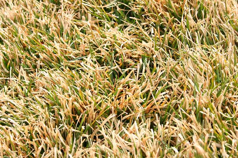 What Is The Best Warm Season Grass For Your Lawn