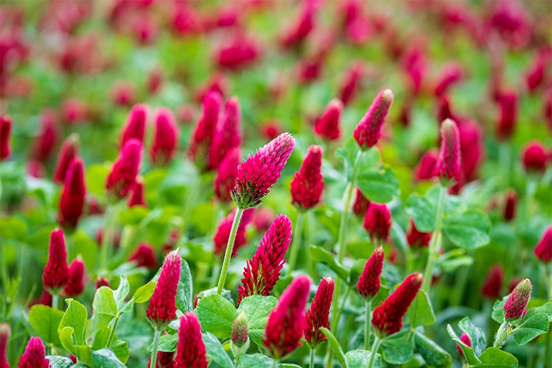 crimson clover