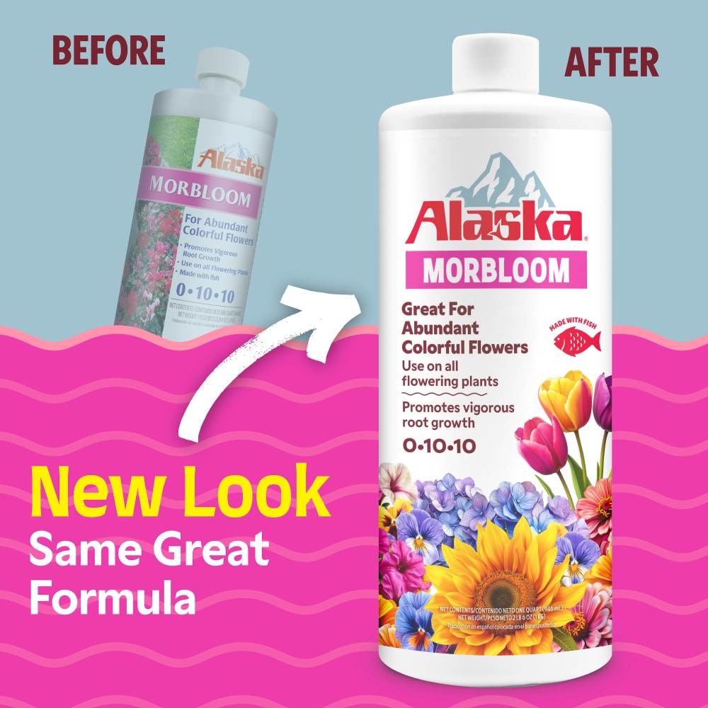 alaska morbloom