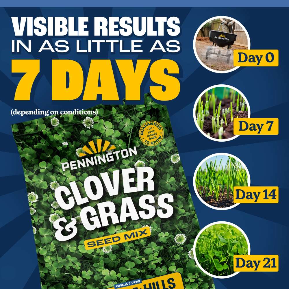 pennington clover and grass seed mix