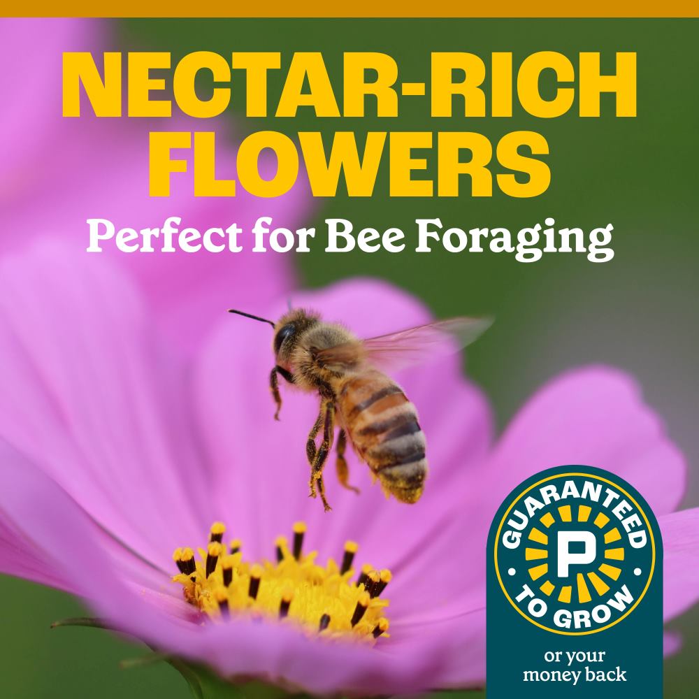 pennington honey bee garden wildflower mix