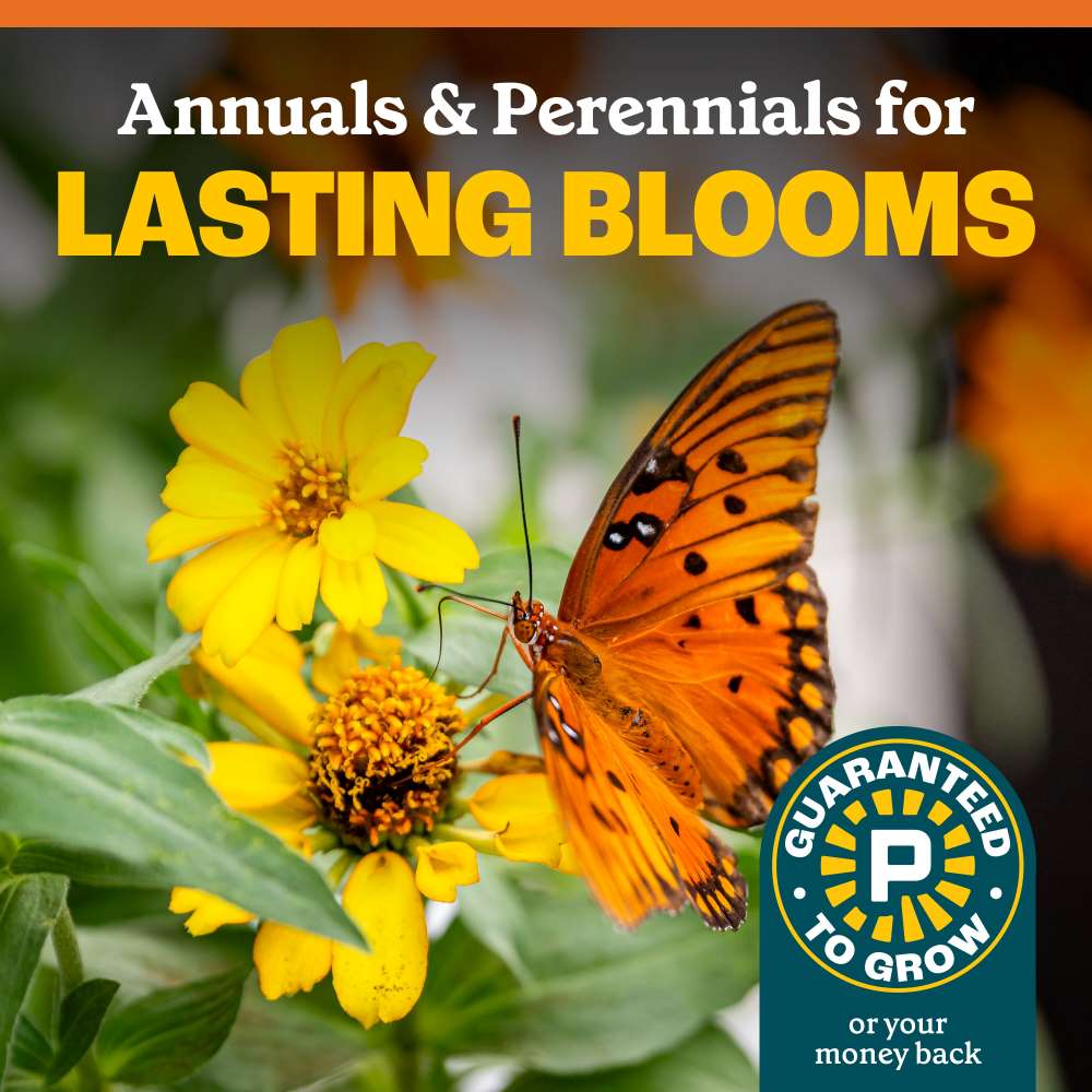 pennington hummingbird and butterfly wildflower mix