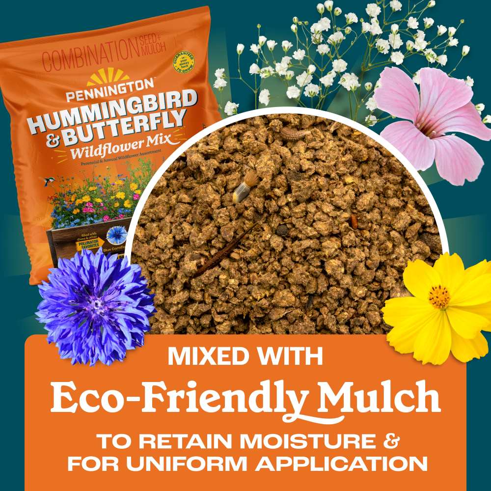 pennington hummingbird and butterfly wildflower mix