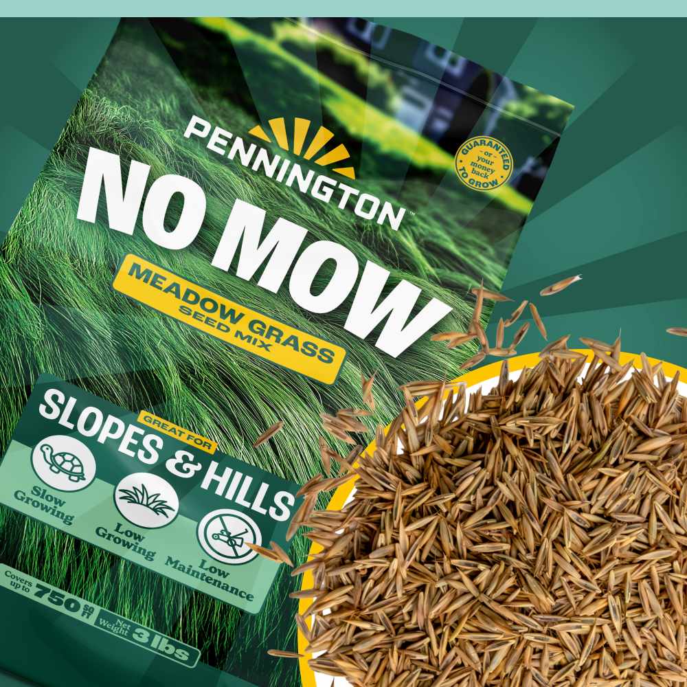 pennington no mow meadow grass seed mix