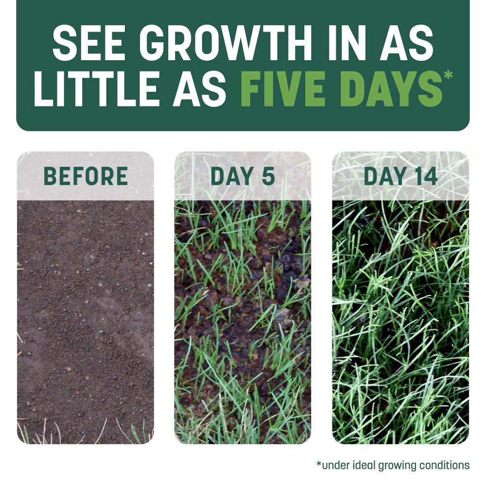 pennington smart patch tall fescue