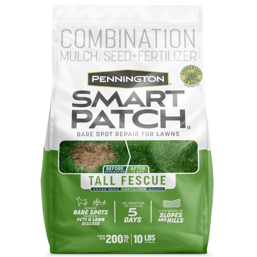 pennington smart patch tall fescue