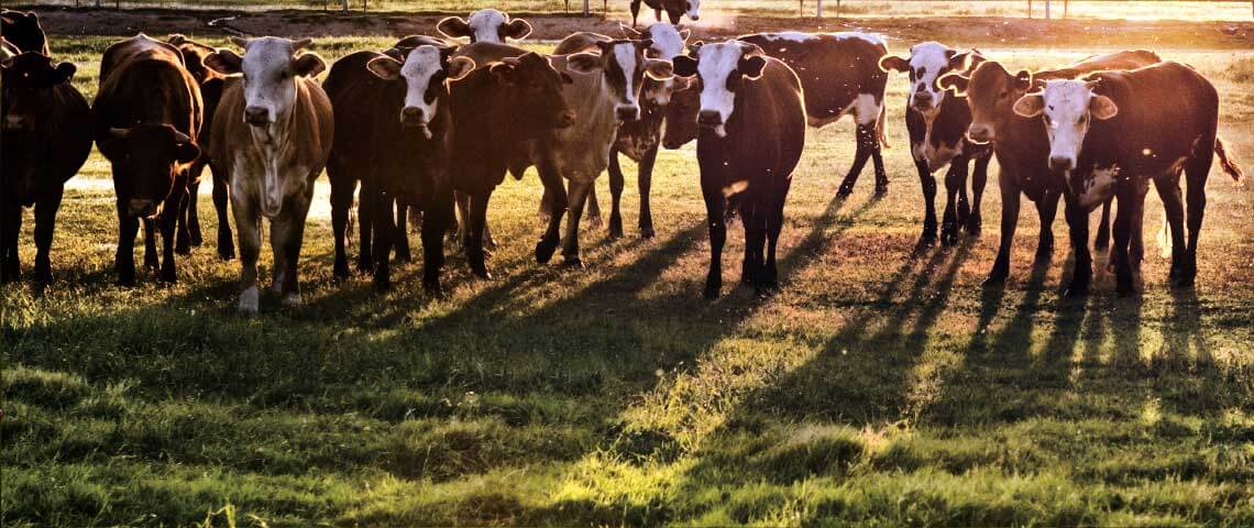 Cow in a Pasture