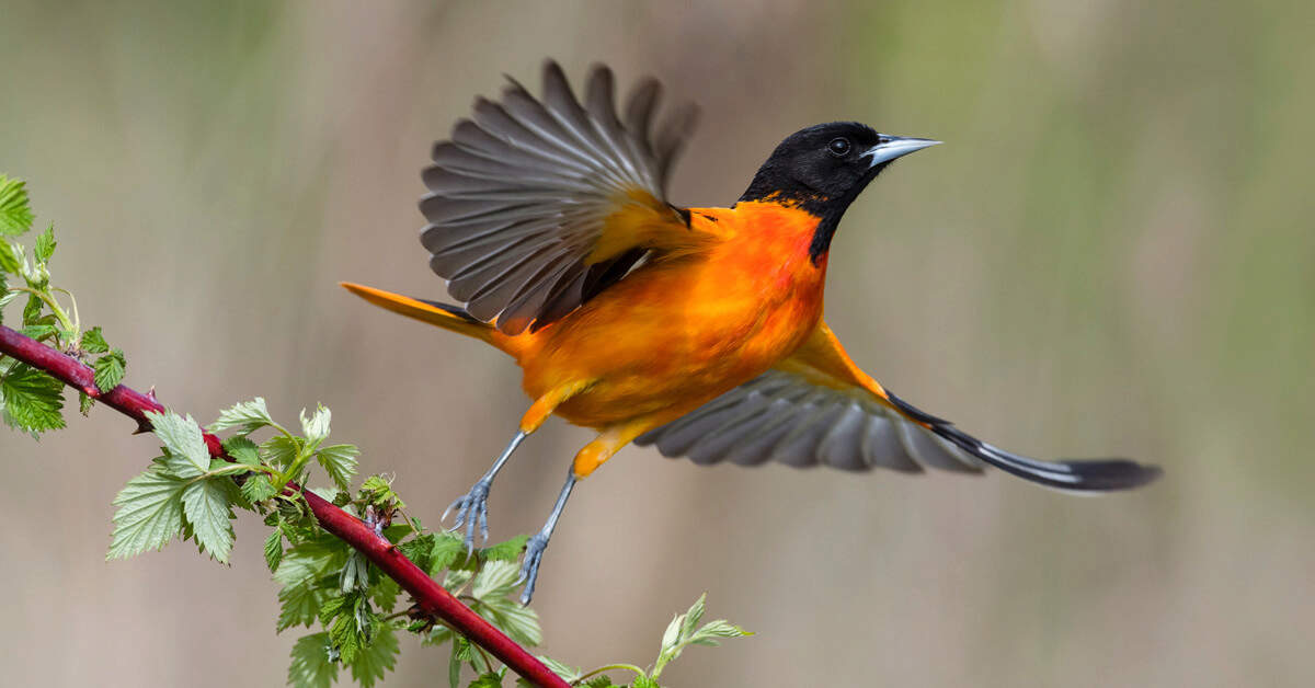 Differences Between Baltimore and Orchard Orioles: An