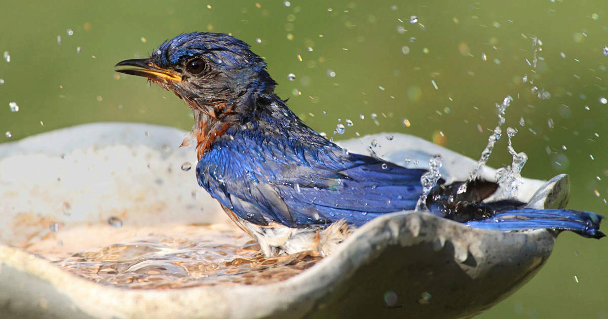 Birding Tips: Photographing Birds in Water