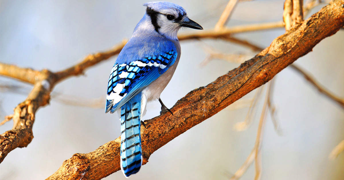 blue jay bird images