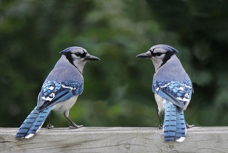 female blue jay bird pictures