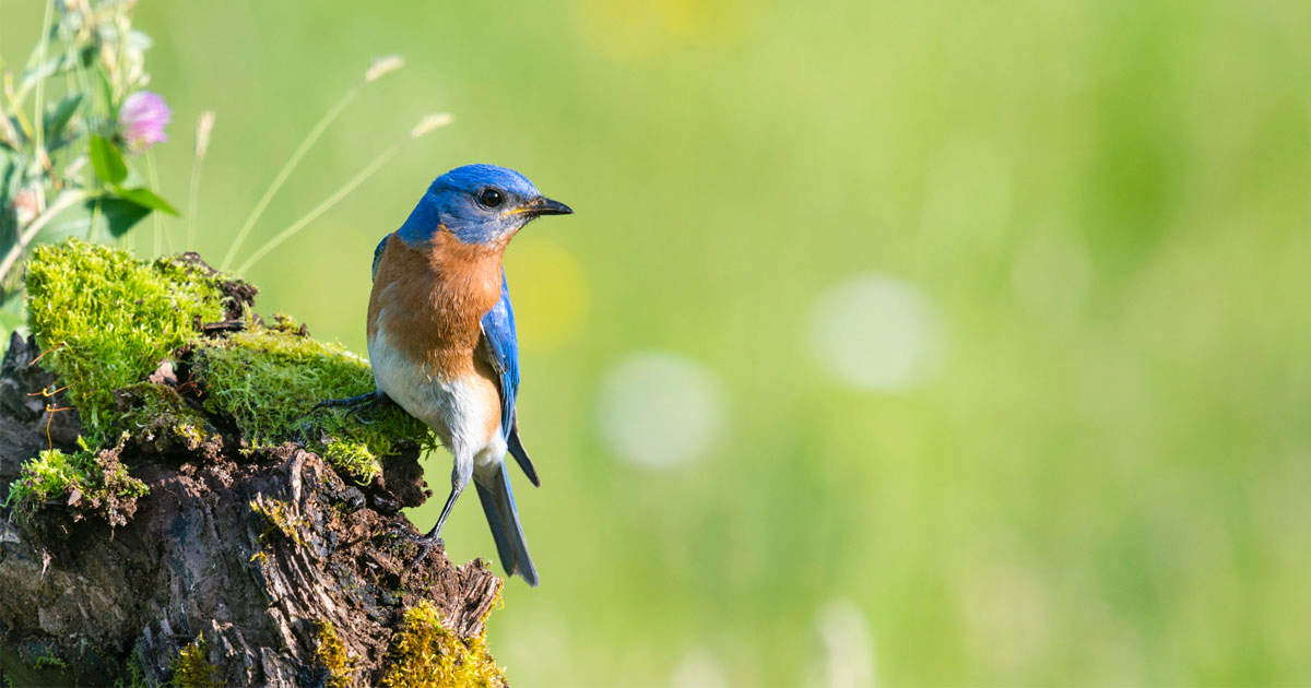 Bird Feature: Eastern Bluebird –