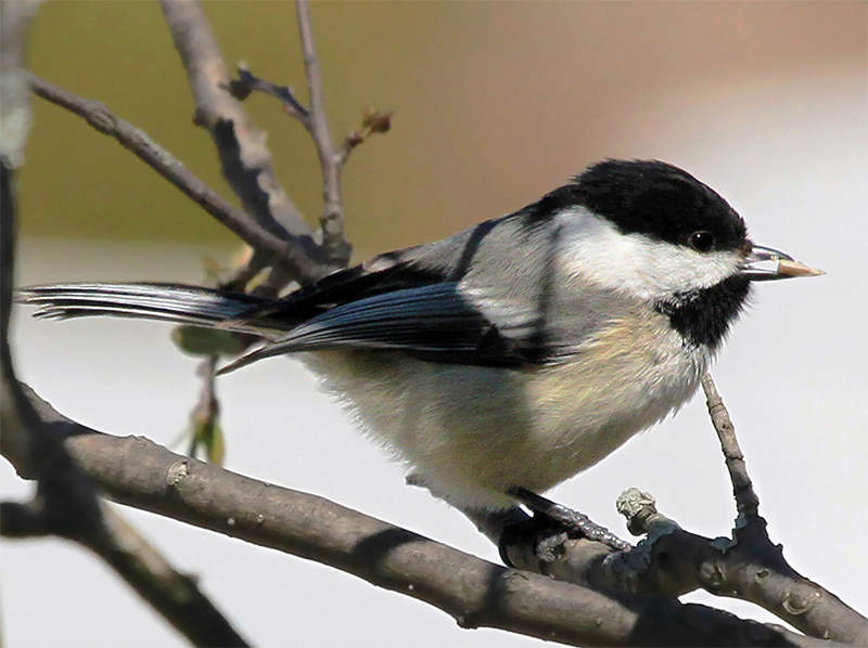 Feeding Birds: Hulled Seed