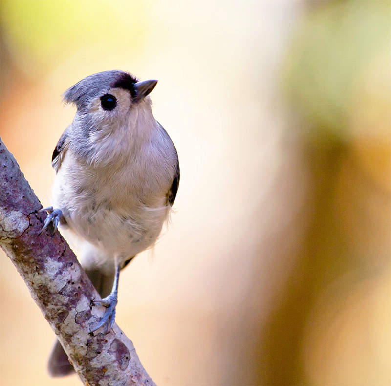 will birds eat sunflower seeds