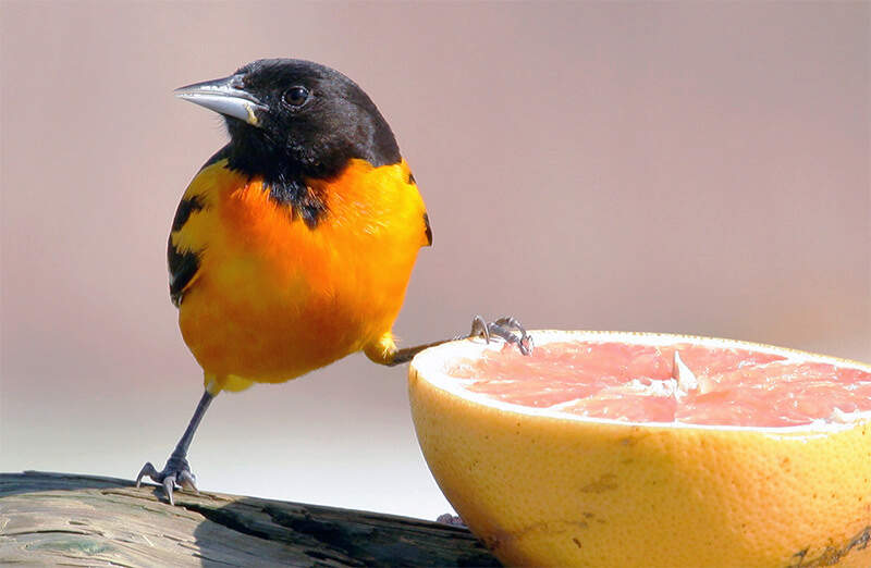 feeding fruit to birds