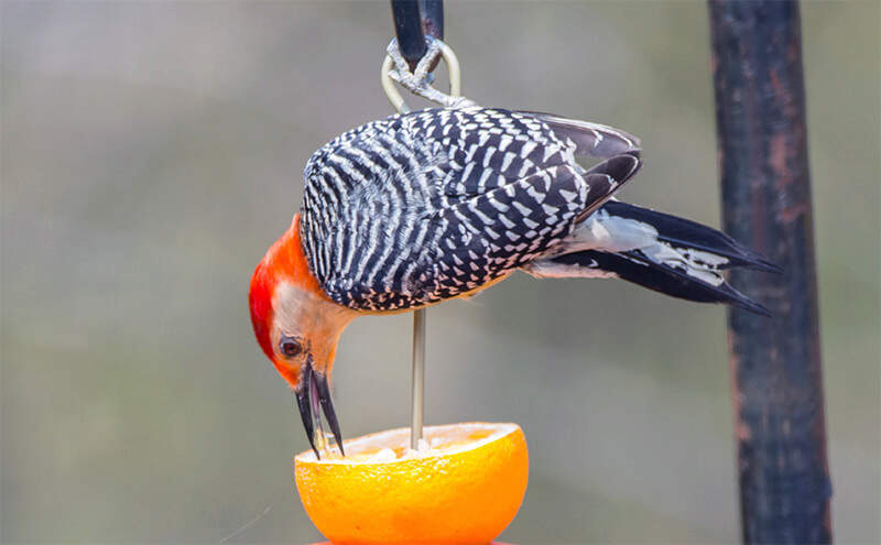 feeding fruit to birds