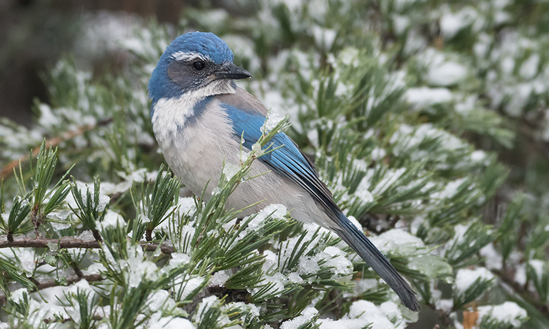 winter shelter and spring nesting spots