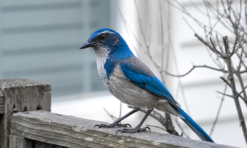 california scrub-jay