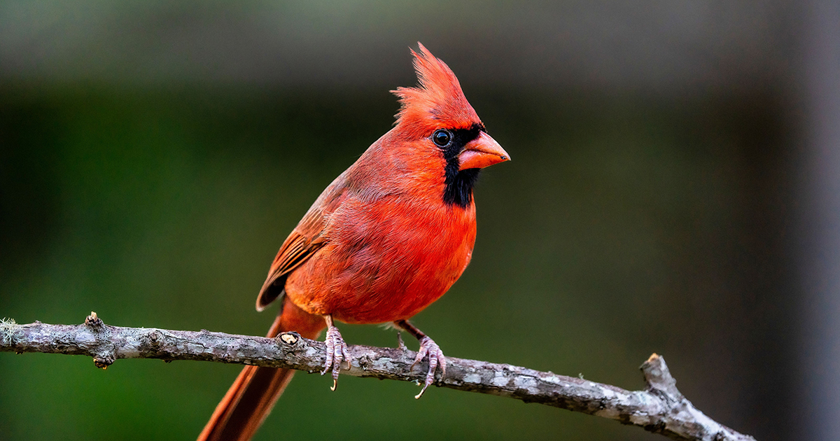 northern cardinal