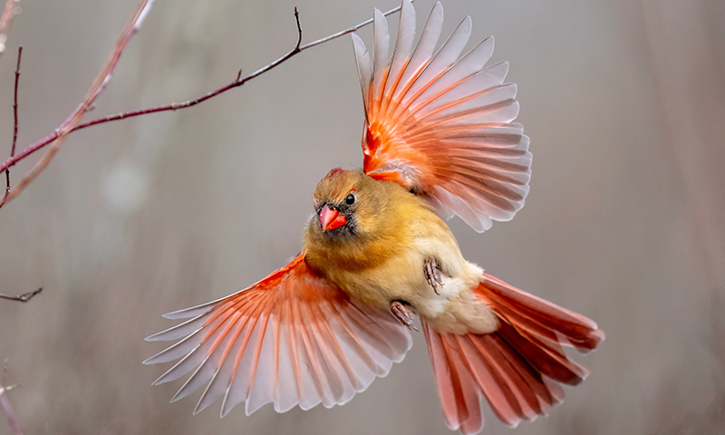 northern cardinal