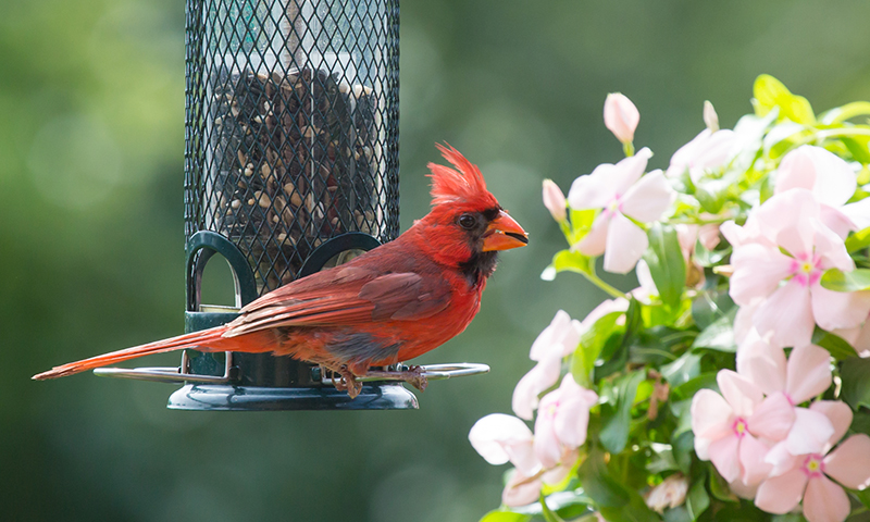 northern cardinal on seed feeder