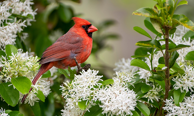 northern cardinal with tree cover