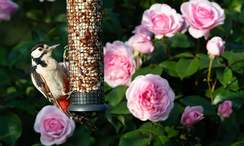woodpecker on feeder