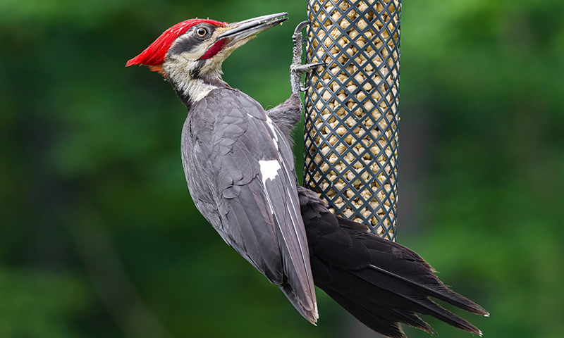 woodpecker on feeder