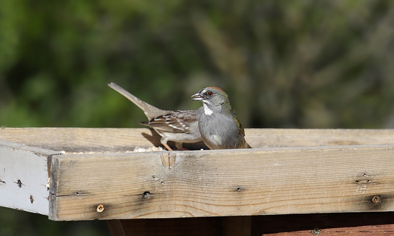 platform bird feeder