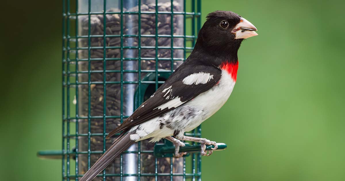 grosbeak
