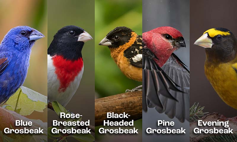 grosbeaks family shot