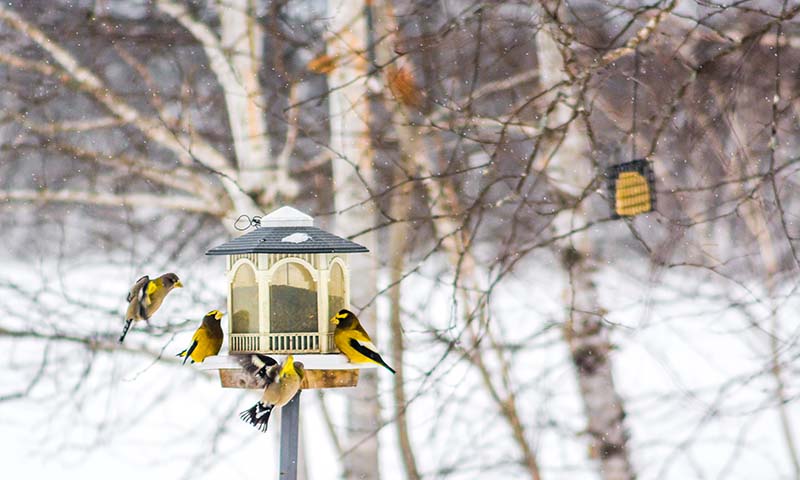 grosbeaks in a northern forest