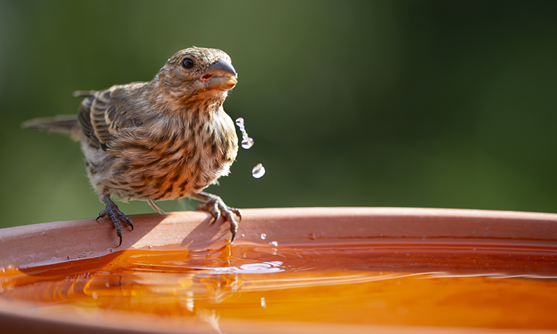 house finch in clean bird bath