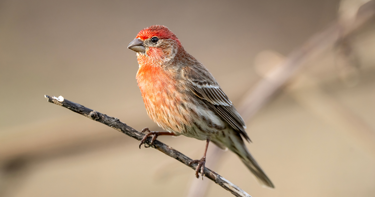 house finch