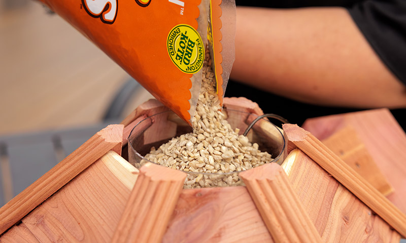 house finches prefer easy to eat sunflower chips