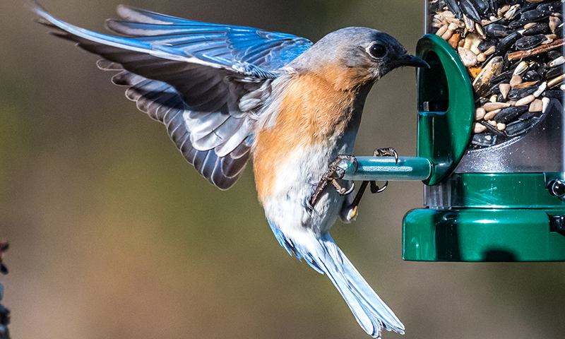 sunflower seeds attract many birds