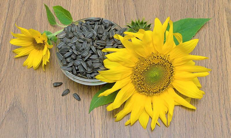 wild birds enjoy sunflower seeds