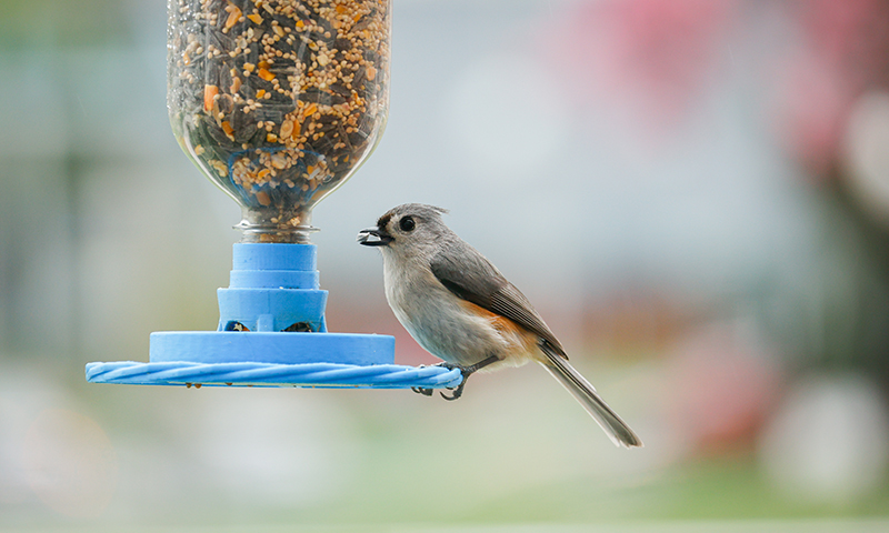 feeder with blended wild bird mixes