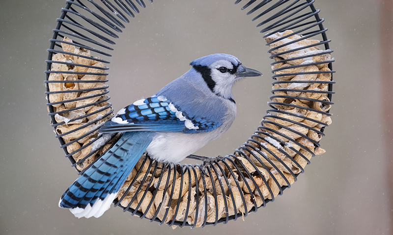 blue jay feeding on whole peanuts