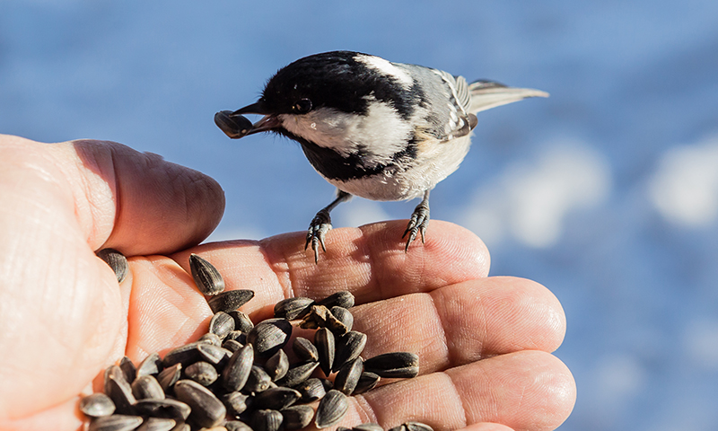 sunflower seeds give wild birds energy