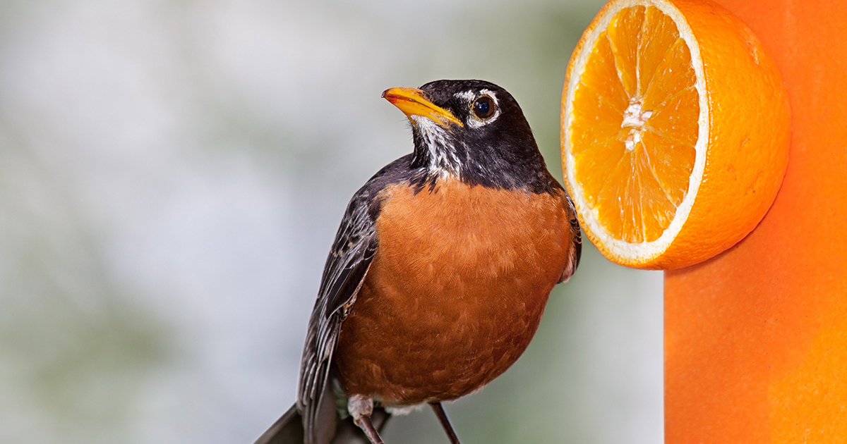 bird eating orange