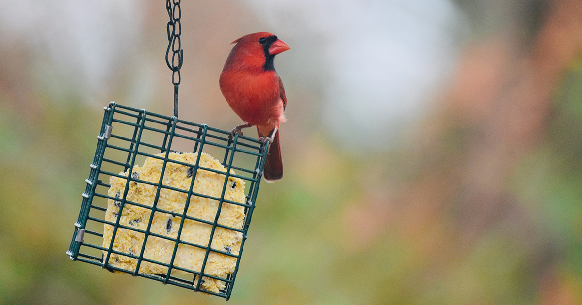 cardinal eating from suet cage