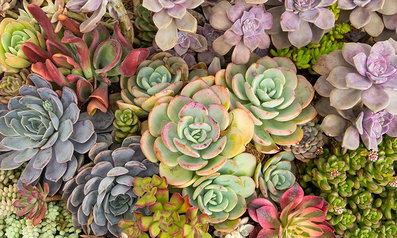 types of garden plants that winter well indoors