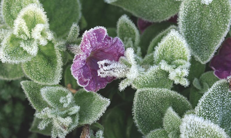 why and when to bring tender perennials inside
