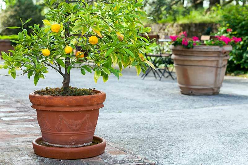 Make your own root pruning container - General Fruit Growing - Growing Fruit