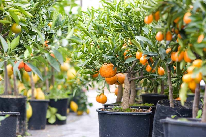 Know Your Citrus: A Field Guide to Oranges, Lemons, Limes, and Beyond