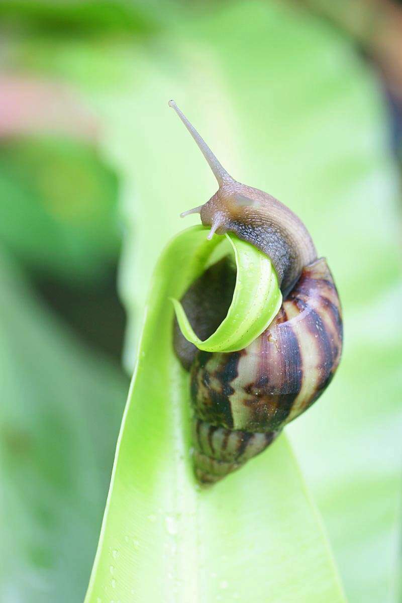 How To Get Rid Of Garden Slugs And Snails