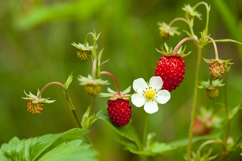 18 Will Deer Eat Strawberry Plants KatliyaKazi