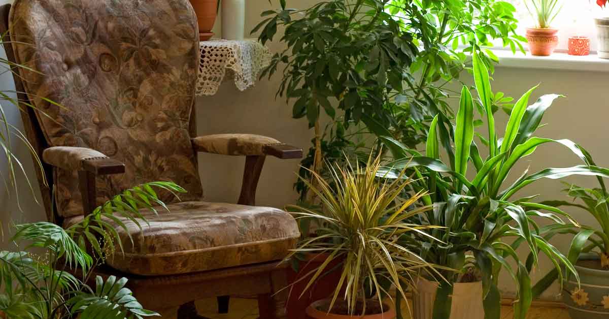 How to Save a Dying Houseplant