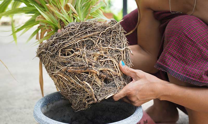 how to save brown tipped plants